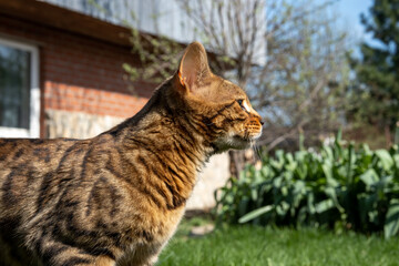 A young Bengal cat walks in the garden. Bengal cat resembling a leoprak enjoying the fresh air