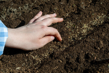 Young adult woman fingers taking dill seeds from palm for planting in fresh dark soil. Closeup. Preparation for garden season. Point of view shot.