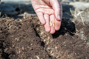 Melon. Planting farmer hand soil sowing seeds closeup. Farm hand seeds soiled hands gardener sowing season. farm soil garden earth ground. Agriculture farm garden seed planting soil rows crops. Furrow