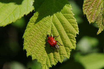 Apodère du noisetier (Apoderus coryli)