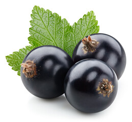 Black currant leaves isolated