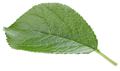 Plum leaves isolated on white