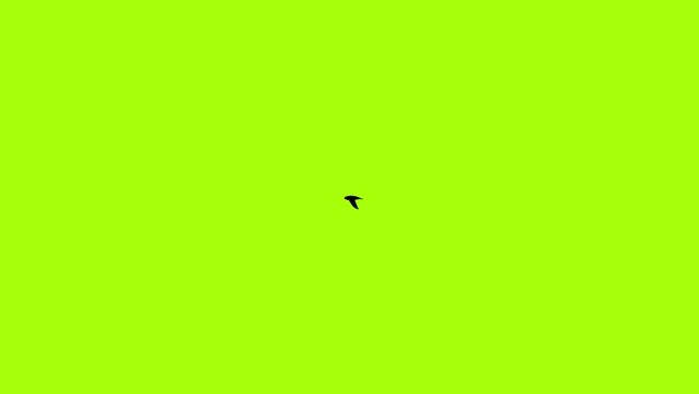 Silhouette of an Swift Bird Flying on Green Screen, Bottom View
