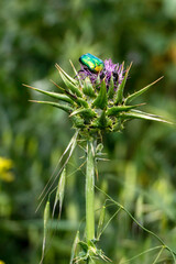 Metallic, shiny green copper beetle - Protaetia cuprea close up on green leaf surrounded with vegetation at spring.