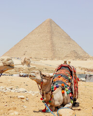 Camel sitting in front of the great pyramid on a sunny day