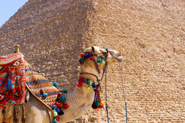 Camel standing in front of the great pyramid on a sunny day
