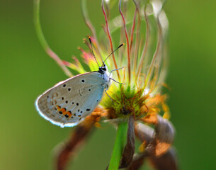 Butterfly on a flower in nature. macro. close-up