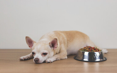brown Chihuahua dog lying down by the bowl of dog food and ignoring it. Sad or sick chihuahua dog...