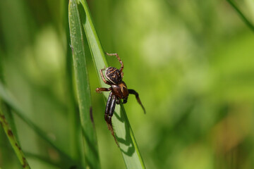 Xysticus lanio