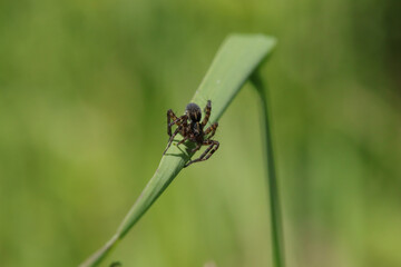 Pardosa sp.