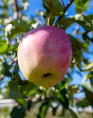 Ripe red apple on a tree branch in summer.