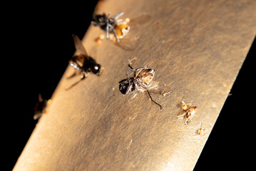 Flies stuck to sticky tape isolated on black background