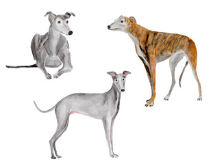 Greyhount dog watercolour painting set on white background