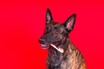 Dutch shepherd dog holding a toothbrush in his teeth on a clean red yellow background