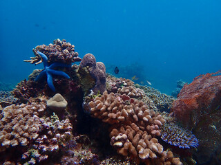 Coral colony underwater. Coral reef and starfish in the tropical sea.