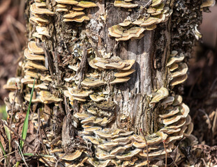 Fungus growing on the bark of an old tree in autumn