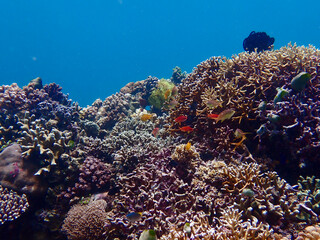 Fototapeta na wymiar Coral colony underwater. Coral reef and small fishes in the tropical sea.