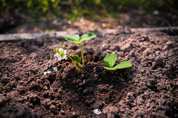freshly planted strawberry sprout in the garden