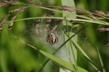 Epeire feuille de chêne --- Epeire des bois (Aculepeira ceropegia)