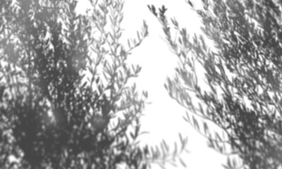 Shadow overlay effect transparent background. Abstract sunlight background with organic shadows from plants, leaves, and branches.