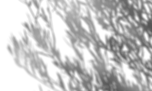 Shadow overlay effect transparent background. Abstract sunlight background with organic shadows from plants, leaves, and branches.