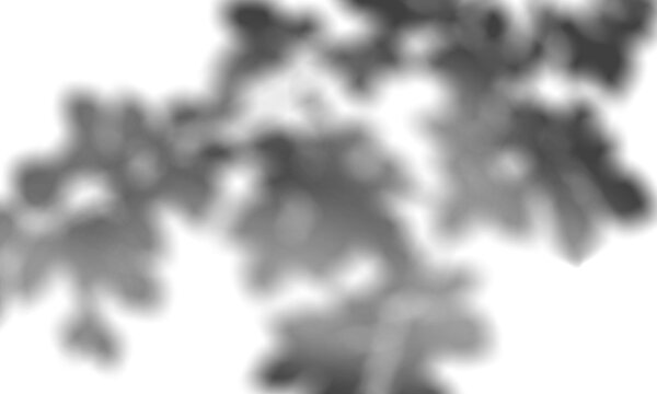 Shadow overlay effect transparent background. Abstract sunlight background with organic shadows from plants, leaves, and branches.