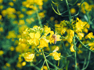 菜の花とミツバチ