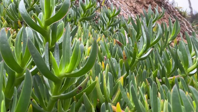 succulent Carpobrotus green bush close up