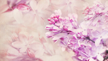 Naklejka na ściany i meble Floral spring background. Vintage watercolor background of lilac flowers. Close-up. Nature.