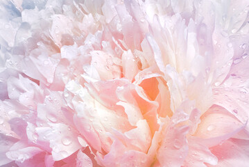 Pink peony flower  Floral background. Drops of water on the petals after the rain.  Closeup. Nature.