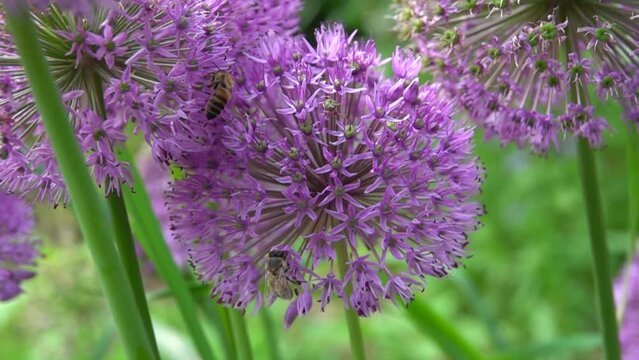 Des abeilles butinent sur des fleurs allium, 480fps ralenti X8/59,94fps