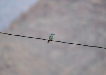 motley roller bird sits on wires and looks around against the blue sky