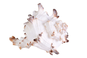 Seashell isolated on transparent background.