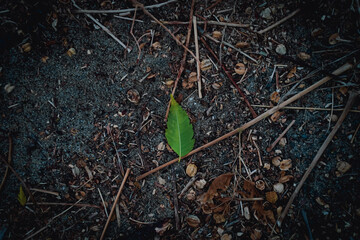 leaf on the ground