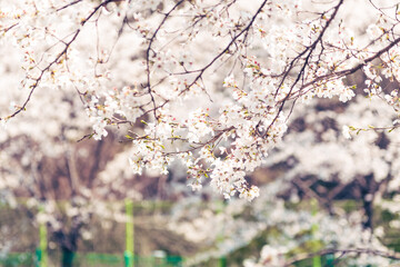 beautiful cherry blossom, spring day
