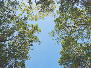 Fototapeta premium Blue sky surrounding with branch tree.