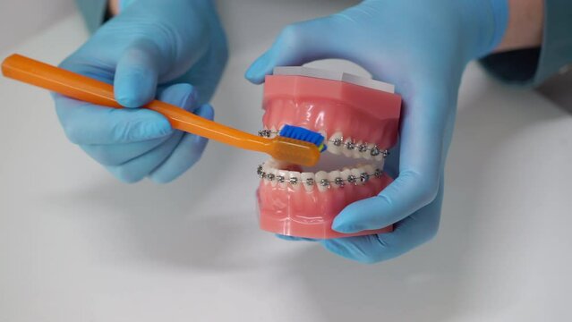 The dentist cleans his teeth with a toothbrush. Typodont, model of an artificial jaw. Dentistry dental clinic. Health care.