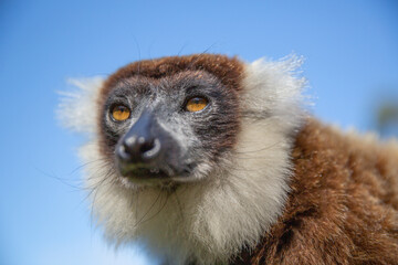 Close-up portrait of the wild Verreaux's sifaka, Propithecus verreauxi. A medium-sized cream-coloured lemur with a brown head in a sunset-lit dry forest in Kirindy Park, Madagascar. Eye contact
