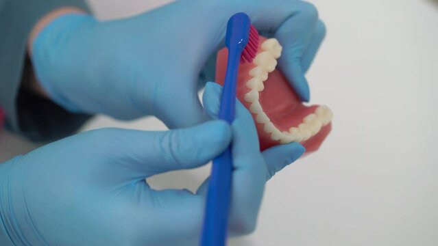 The dentist cleans his teeth with a toothbrush. Typodont, model of an artificial jaw. Dentistry dental clinic. Health care.