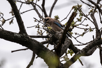 motley and beautiful bird jay cautiously sits on a branch and looks around