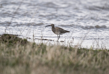 a gray bird with a long beak - the middle curlew walks along the shore of the lake and collects food