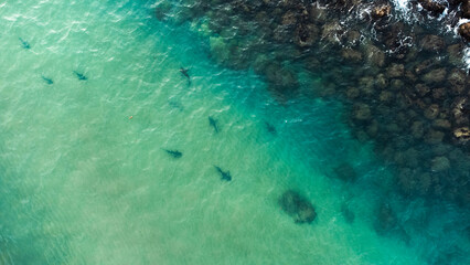 Naklejka na ściany i meble Sharks in the ocean, close to beach, in Jeju Island. Drone photography sharks. Jungmun Saekdal Beach, Jeju Island, South Korea