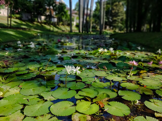 lilies in the pond