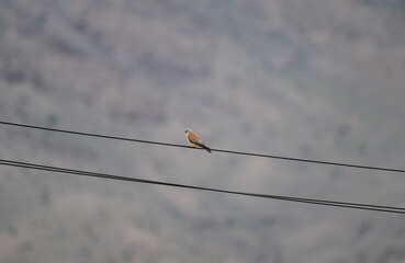 beautiful predator-steppe kestrel sits on wires and looks out for prey