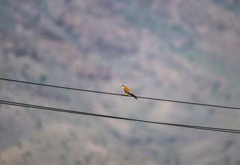 beautiful predator-steppe kestrel sits on wires and looks out for prey