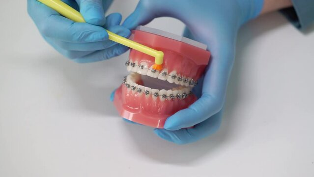 The dentist cleans his teeth with a toothbrush. Typodont, model of an artificial jaw. Dentistry dental clinic. Health care.