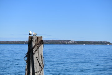 Obraz premium seagulls on a pier at the port