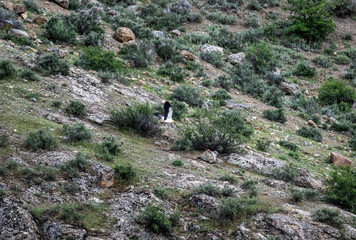 beautiful common vulture predator flies over the gorge and looks out for prey