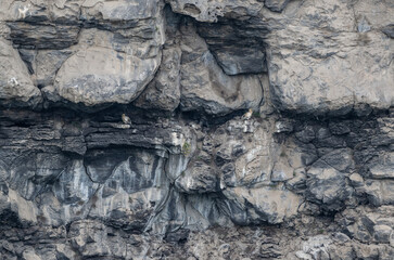 a beautiful predatory vulture sits on the rocks and looks out for prey