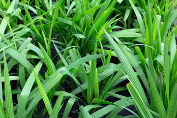 Eleutherine palmifolia (L.) Merr. herb plant